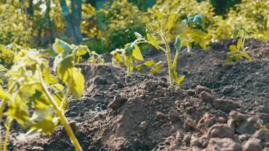 Plantation bir genç, taze dikilen domates vuruyor