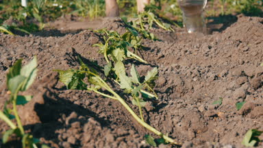 Eller su yeni ekilen genç domates