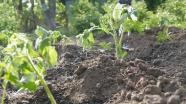 Plantation bir genç, taze dikilen domates vuruyor