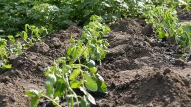 Plantation bir genç, taze dikilen domates vuruyor