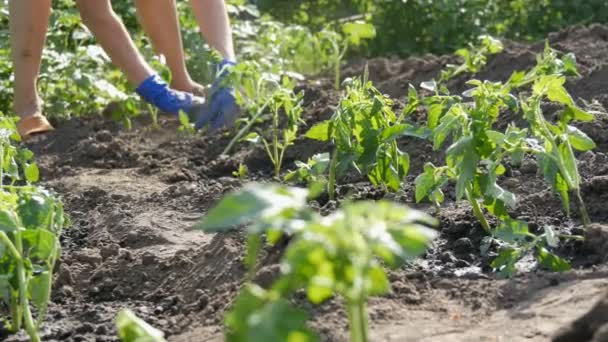 Las manos femeninas cavan en la planta de tomate joven tierra. Plantación de tomate — Vídeos de Stock