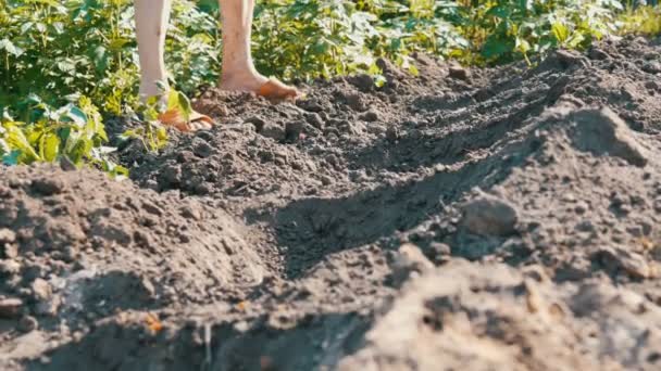 Vrouwelijke handen fabriek in grond jonge groene scheuten van tomaten op een plantaardige plantage. Vrouwelijke handen plant een jonge installatie van tomaat in het gegraven gat — Stockvideo