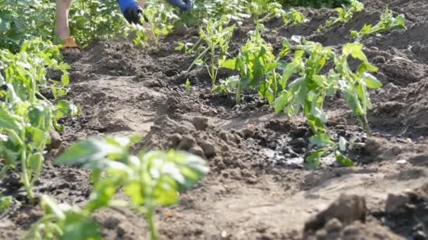 女性の手は、地面の若いトマトに掘る。トマト農園 — ストック動画