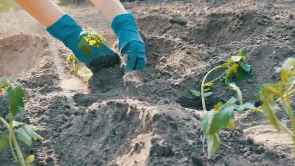 Las manos femeninas cavan en la planta de tomate joven tierra. Plantación de tomate — Vídeo de stock