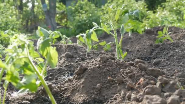 Pflanzung einer jungen, frisch gepflanzten Tomatentriebe — Stockvideo