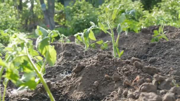 Плантація молодих, свіжо посаджених пагонів помідорів — стокове відео