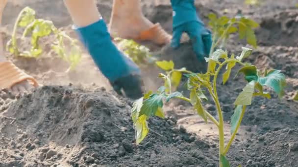 Las manos femeninas cavan en la planta de tomate joven tierra. Plantación de tomate — Vídeo de stock