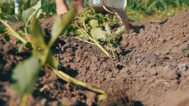 Weibliche Hände gießen frisch gepflanzte junge Tomaten — Stockvideo