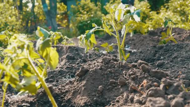 Pflanzung einer jungen, frisch gepflanzten Tomatentriebe — Stockvideo
