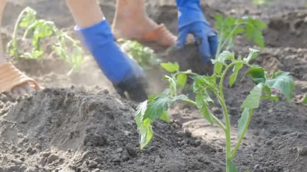 Las manos femeninas cavan en la planta de tomate joven tierra. Plantación de tomate — Vídeo de stock