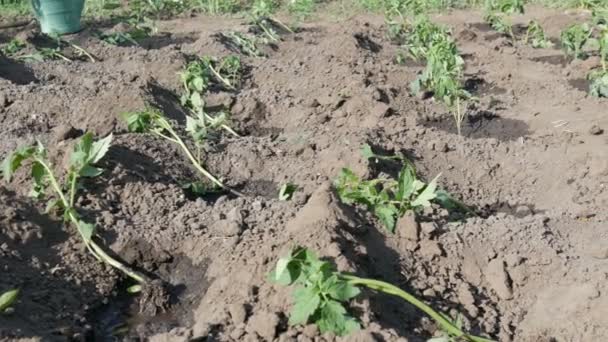 Le mani femminili innaffiano il pomodoro giovane recentemente piantato — Video Stock