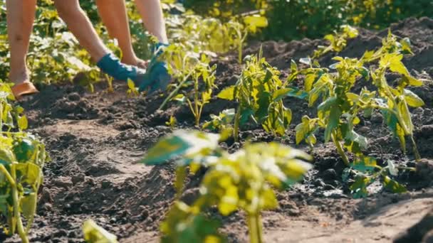 Tangan wanita menggali ke dalam tanah tanaman tomat muda. Perkebunan tomat — Stok Video