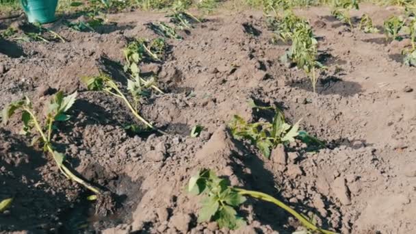 Les mains femelles arrosent les jeunes tomates nouvellement plantées — Video