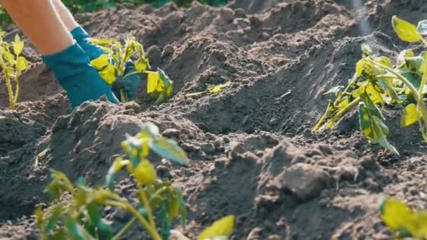 Vrouwelijke handen graven in de grond jonge tomatenplant. Tomaat plantage — Stockvideo