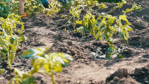 Kobiecych rąk kopać w ziemi młodych pomidora. Plantacji pomidorów — Wideo stockowe