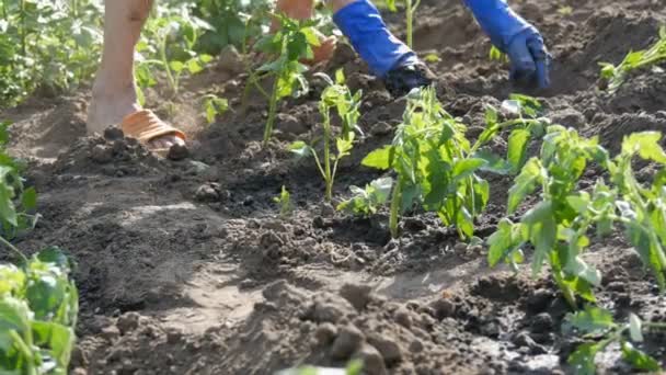 Female hands dig into the ground young tomato plant. Tomato plantation — Stock Video