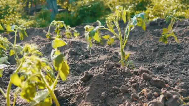 Pflanzung einer jungen, frisch gepflanzten Tomatentriebe — Stockvideo