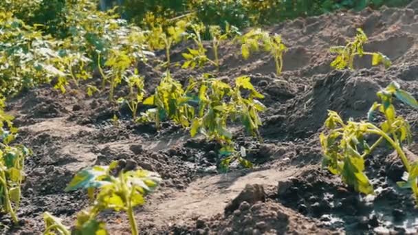 Plantación de brotes de tomate jóvenes y recién plantados — Vídeos de Stock