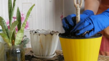 Kapalı eski saksı yeni çiçekler ilkbaharda bir kadın nakli