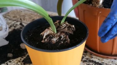 Kadın kapalı lily çiçekler yeni çok renkli saksı nakli.