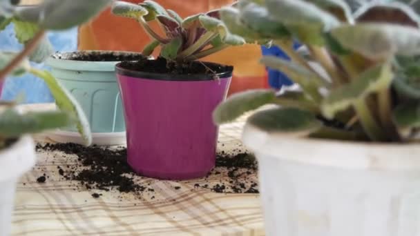 女性は新しい植木鉢にスミレの屋内花を移植します。 — ストック動画