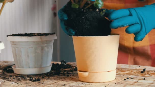 Female hands in blue gloves transplant the home flowers of violets into new beautiful beige pot close up — Stock Video