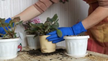 Mavi eldiven eller Menekşe ev çiçekleri yeni güzel bej pota nakli.