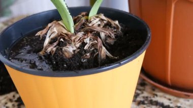 Kadın kapalı lily çiçekler yeni çok renkli saksı nakli.