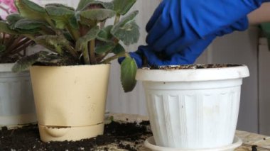 Mavi eldiven eller Menekşe ev çiçekleri yeni güzel bej pota nakli.