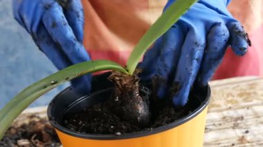 Kadın kapalı lily çiçekler yeni çok renkli saksı nakli.