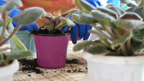 La femme transplante les fleurs intérieures de violettes dans de nouveaux pots de fleurs — Video