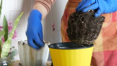 Mavi eldiven eller bir yeni güzel sarı tencerede transplante ev çiçektir. Yeniden köklü houseplant büyük köküdür