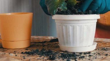 Mavi eldiven eller Menekşe ev çiçekleri yeni güzel bej pota nakli.