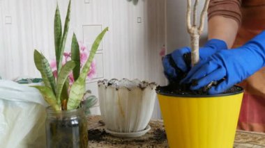 Kapalı eski saksı yeni çiçekler ilkbaharda bir kadın nakli