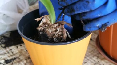 Kadın kapalı lily çiçekler yeni çok renkli saksı nakli.