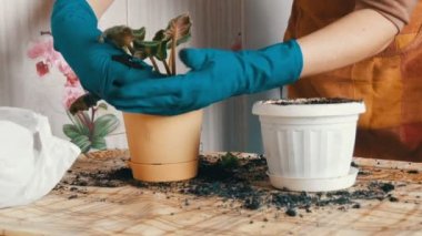 Kapalı eski saksı yeni çiçekler ilkbaharda bir kadın nakli