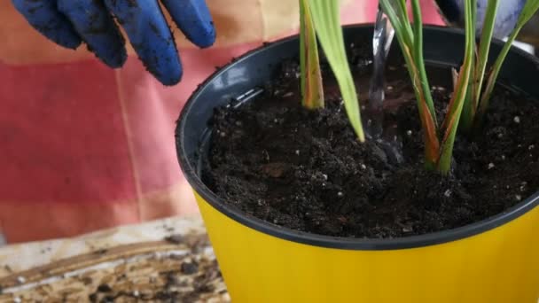 A woman transplants room date palms into new flower pots — Stock Video