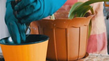 Bir kadın Oda lily yeni saksı nakli.