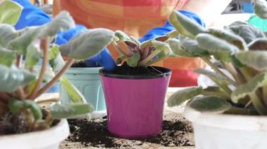 Mavi eldiven eller çiçekler yeni güzel tencere nakli. Menekşe Menekşe şık seramik pota nakledilen