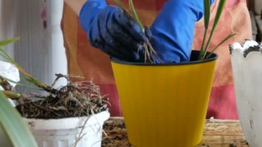 Bir kadın Oda tarihi palms yeni saksı nakli.