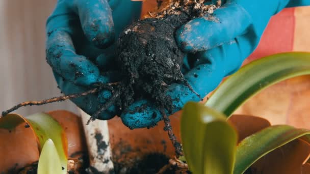 De vrouw transplantaties indoor bloemen in nieuwe bloempotten. De grote lamp Root van de Home-bloem — Stockvideo