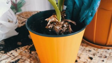 Kadın kapalı lily çiçekler yeni çok renkli saksı nakli.