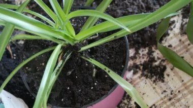 Kadın kapalı lily çiçekler yeni çok renkli saksı nakli.