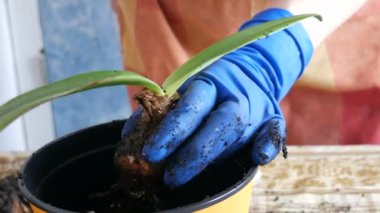 Kadın kapalı lily çiçekler yeni çok renkli saksı nakli.