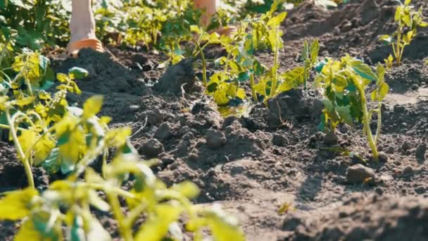 Женщина наливает из ведра ряд молодых зеленых помидоров, только что посаженных в землю стоят на солнце в саду — стоковое видео