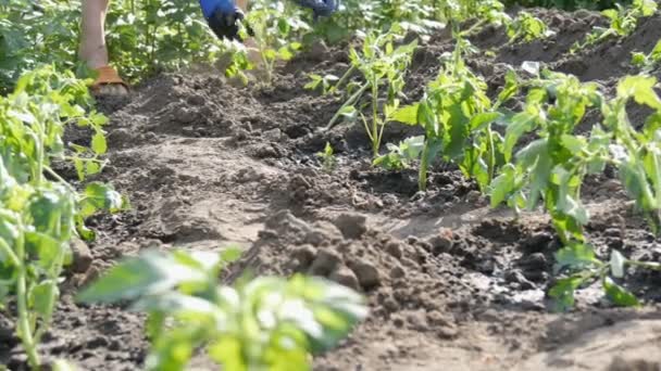 Жінка сидить у землі і закопується молодими зеленими рослинами помідорів, щойно висаджених у землю, стоїть на сонці в саду — стокове відео
