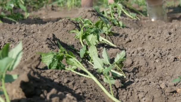 Eine Frau gießt aus einem Eimer eine Reihe junger grüner Tomaten, die gerade in den Boden gepflanzt wurden, auf einer Sonne im Garten stehen — Stockvideo