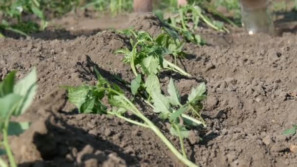 Una mujer está vertiendo desde un cubo una fila de tomates verdes jóvenes recién plantados en el suelo están de pie sobre un sol en el jardín — Vídeo de stock