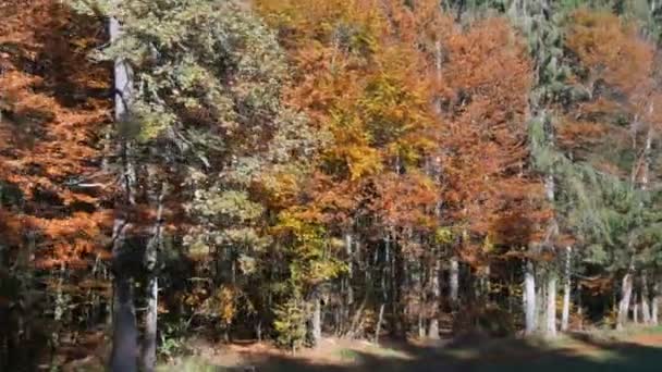 Herbstlandschaft aus dem Fenster eines vorbeifahrenden Zuges. buntes Laub an einem Baum im Herbst im Oktober. Bayerische Landschaft — Stockvideo