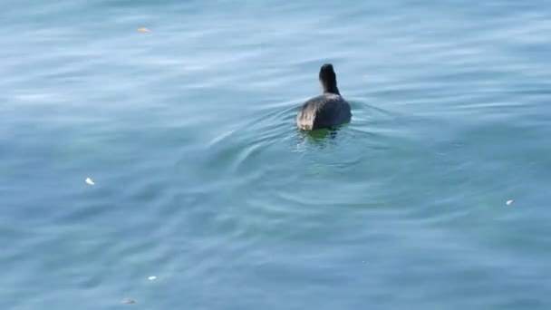 Divertidos patos negros lindos nadan a través del agua clara en el lago de montaña Tegernsee, Baviera — Vídeo de stock